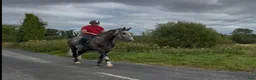 Allround hästar till salu: Irish Draught gelding 168cm - Annons 20