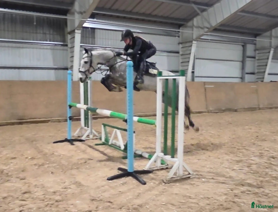 Hoppning hästar till salu: Känslig kille med mkt scoope - Annons 1