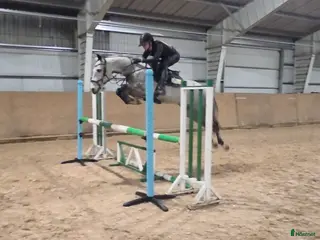 hästar Känslig kille med mkt scoope - Annons 1