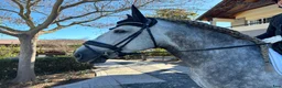 Allround hästar till salu: Promenadhäst  i Estepona - Annons 3