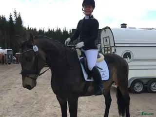 foderhäst Foderhäst sökes - Annons 4