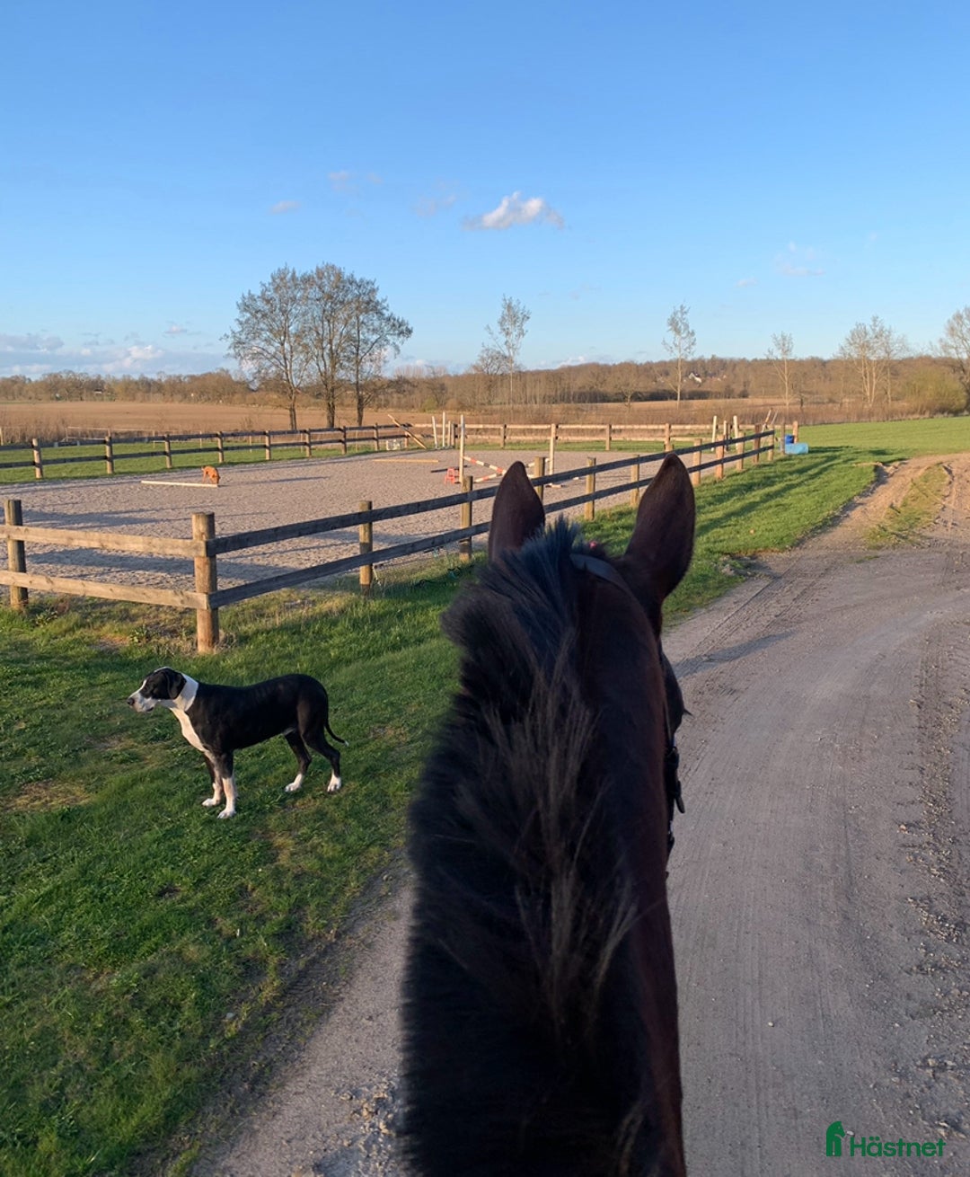  medryttarhäst finnes: Medryttare sökes till Helge 1–2 gånger i veckan i Hanaskog - Annons 11