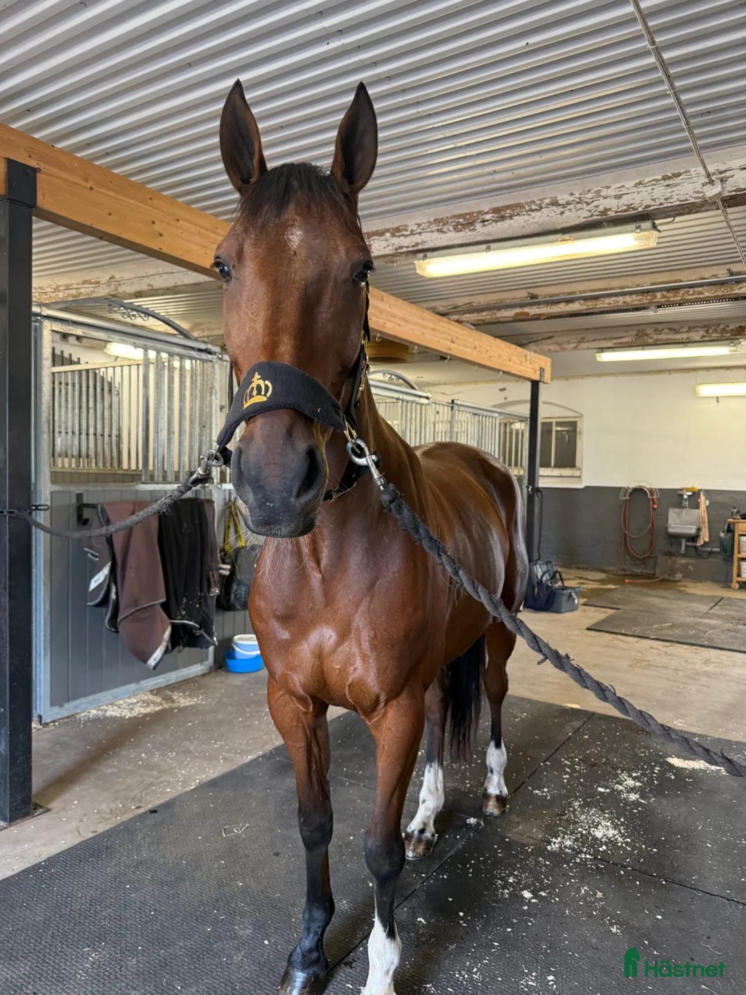 Allround hästar till salu:  Ridtravare med mycket rid potential - Annons 5
