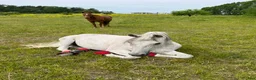  stallplats finnes: Stallplats på Smedby gård Åkersberga  - Annons 6