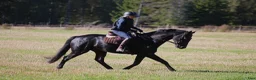 Allround hästar till salu: Vänlig, vacker och kapabel  - Annons 5