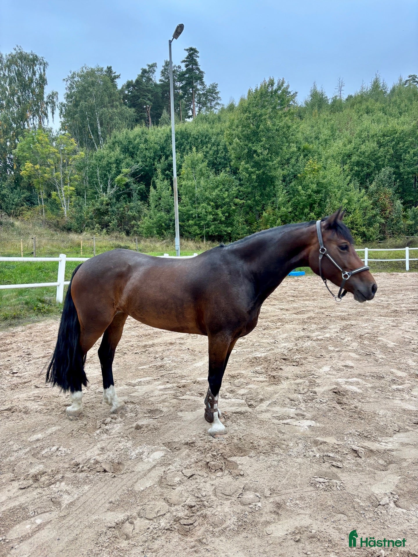  hästar Mycket välutbilda och ridbar hopp ponny - Annons 2