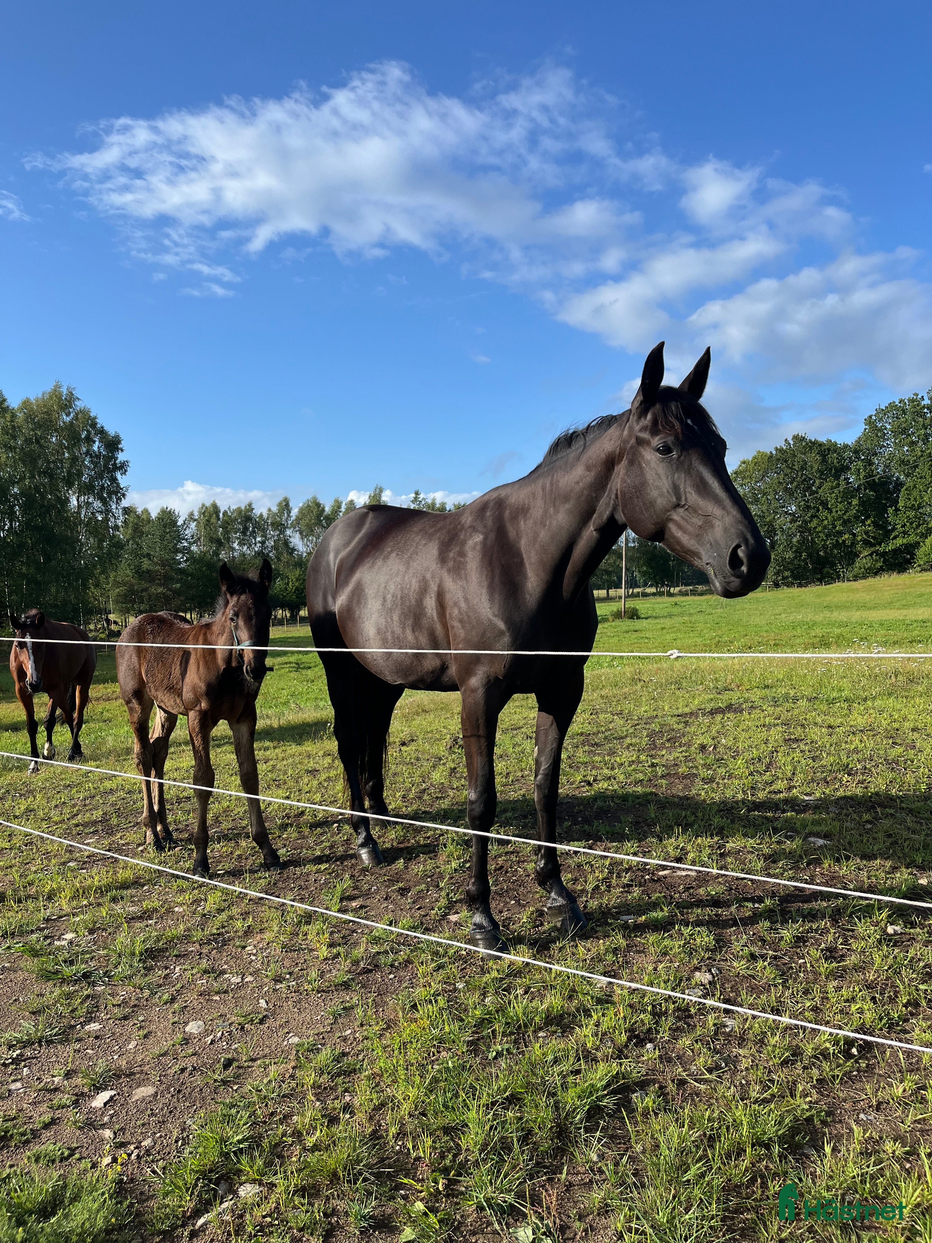  hästar Ridtravare - Annons 13