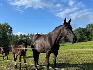 hästar Ridtravare - Annons 13