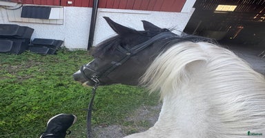  hästar i Borås - Annons 8