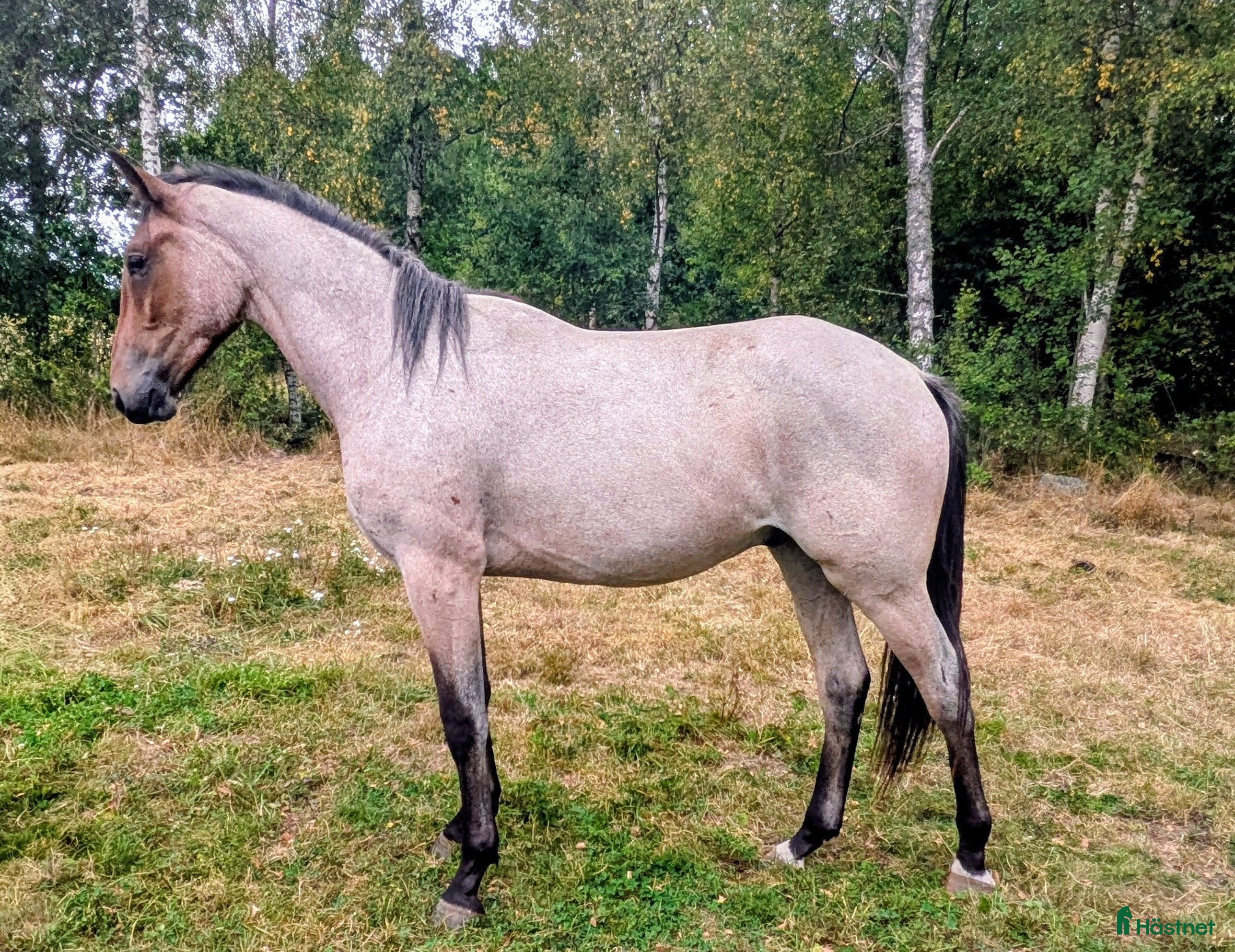  hästar Trevlig valack e. York Hästak i Backaryd - Annons 9