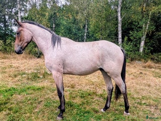 hästar Trevlig valack e. York Hästak i Backaryd - Annons 9