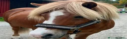  foderhäst finnes: 🐴Reserverade🐴 2 snälla Islandshästar 🌸 - Annons 6