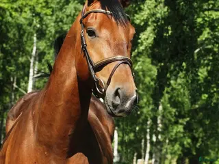 hästar Trevlig valack - Annons 3