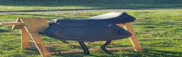Sadlar hästutrustning till salu: Equipe EK-Evo special monoflap - Annons 4