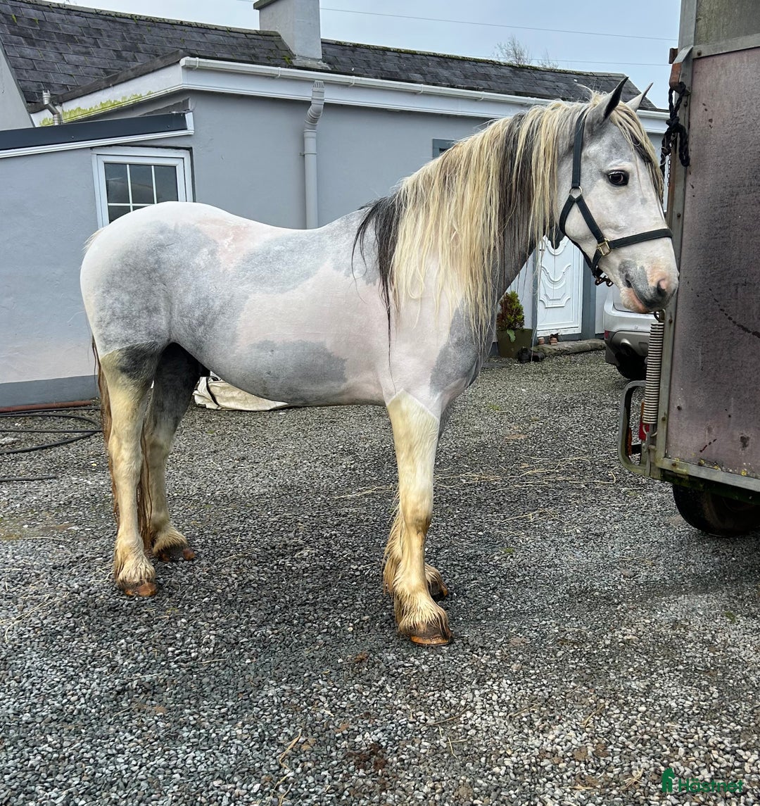 Allround hästar till salu: 150 cm gelding  i Insjön - Annons 4