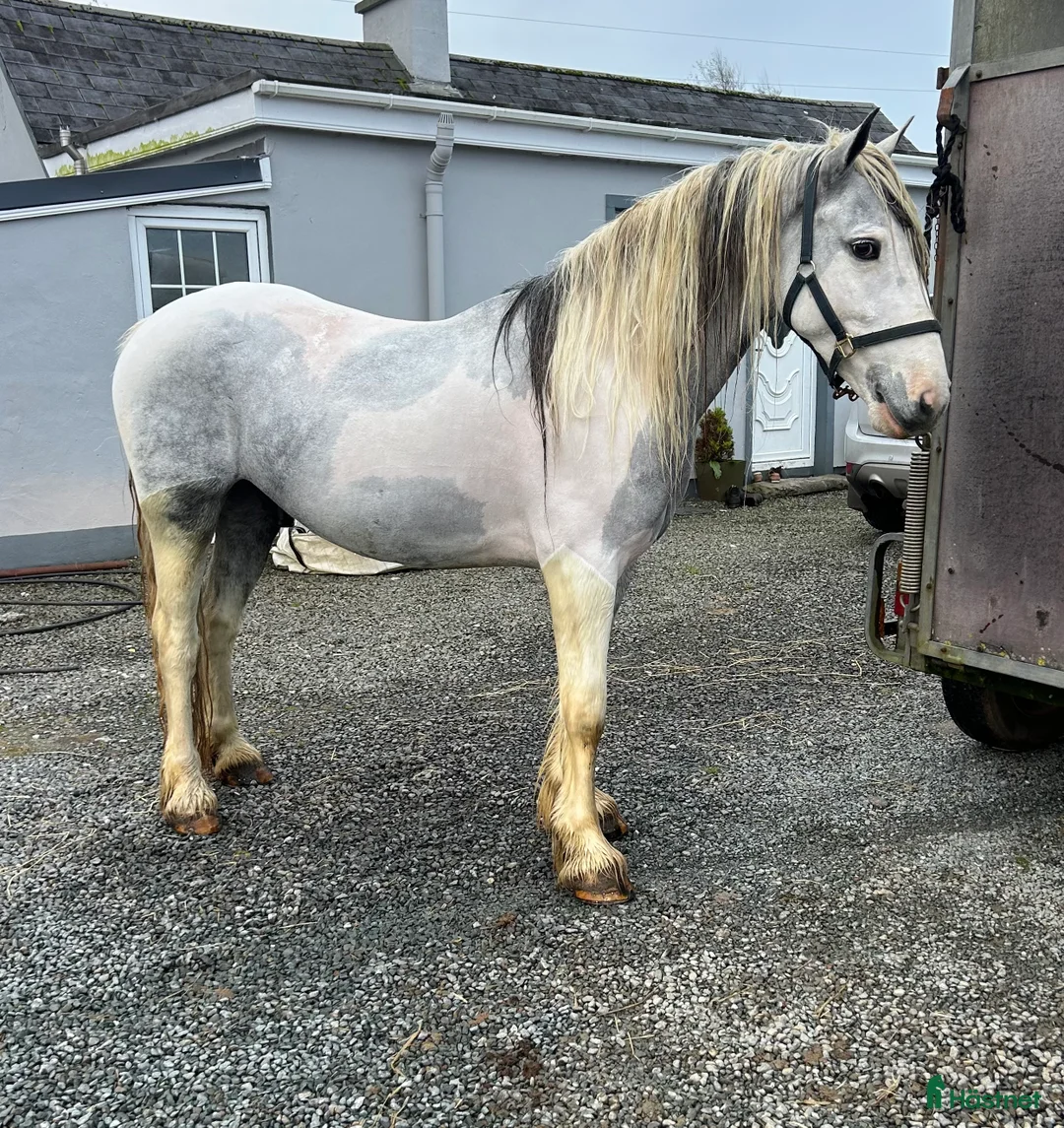 Allround hästar till salu: 150 cm gelding  i Insjön - Annons 4
