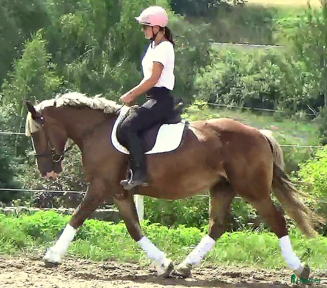 Allround hästar till salu: Sweet Blonde Lady for everybody i Örsundsbro - Bild 6