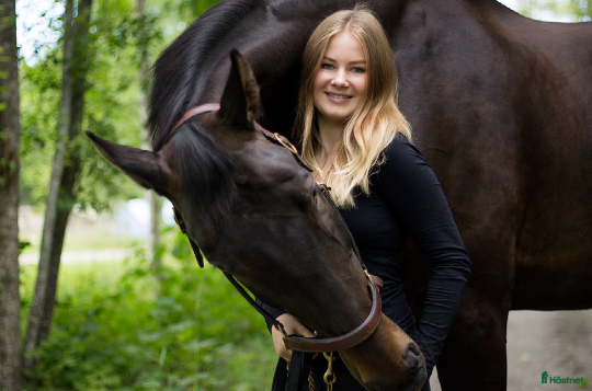  medryttarhäst sökes: Söker stallsysslor/medryttarhjälp - Annons 14