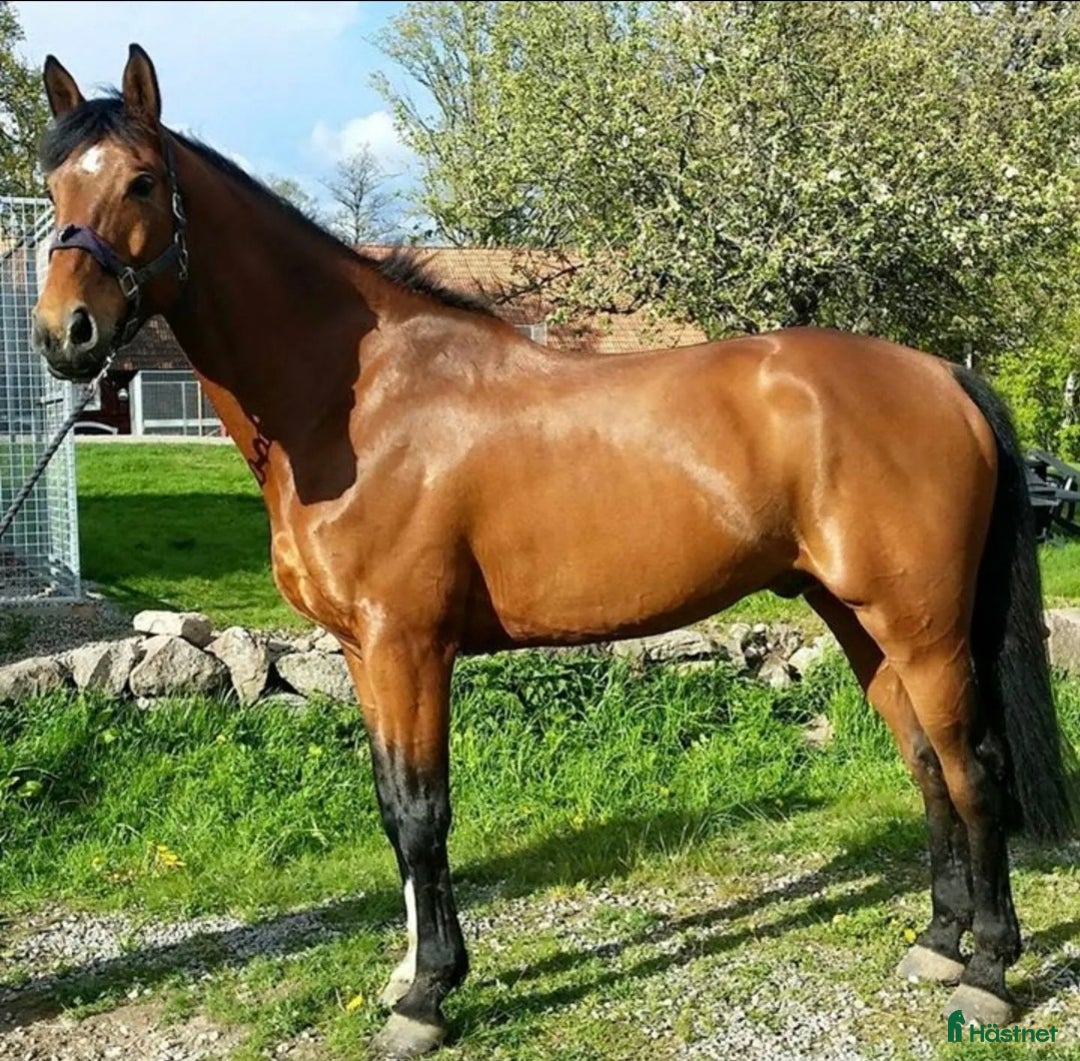 Allround hästar till salu: Väluppfostrad gentleman  i Kalmar - Annons 3