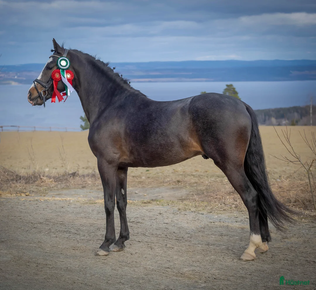 Allround hästar till salu: Sportsponni hingst for fremtiden  - Annons 8