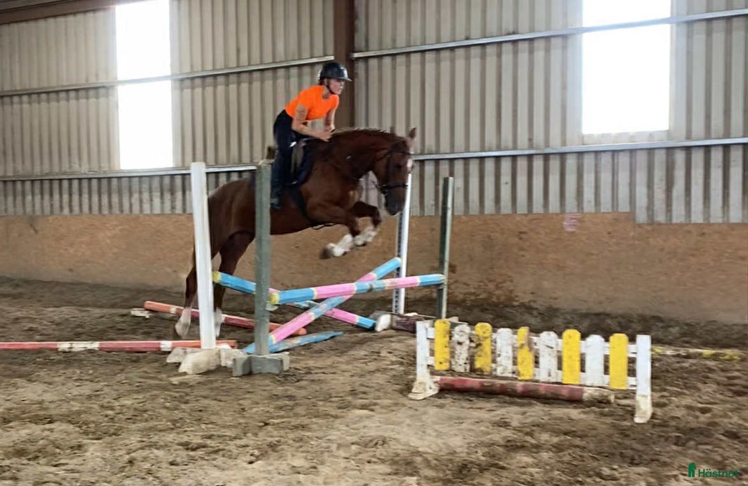 Allround hästar till salu: Solid allrounder 163cm i Ljungby - Annons 4