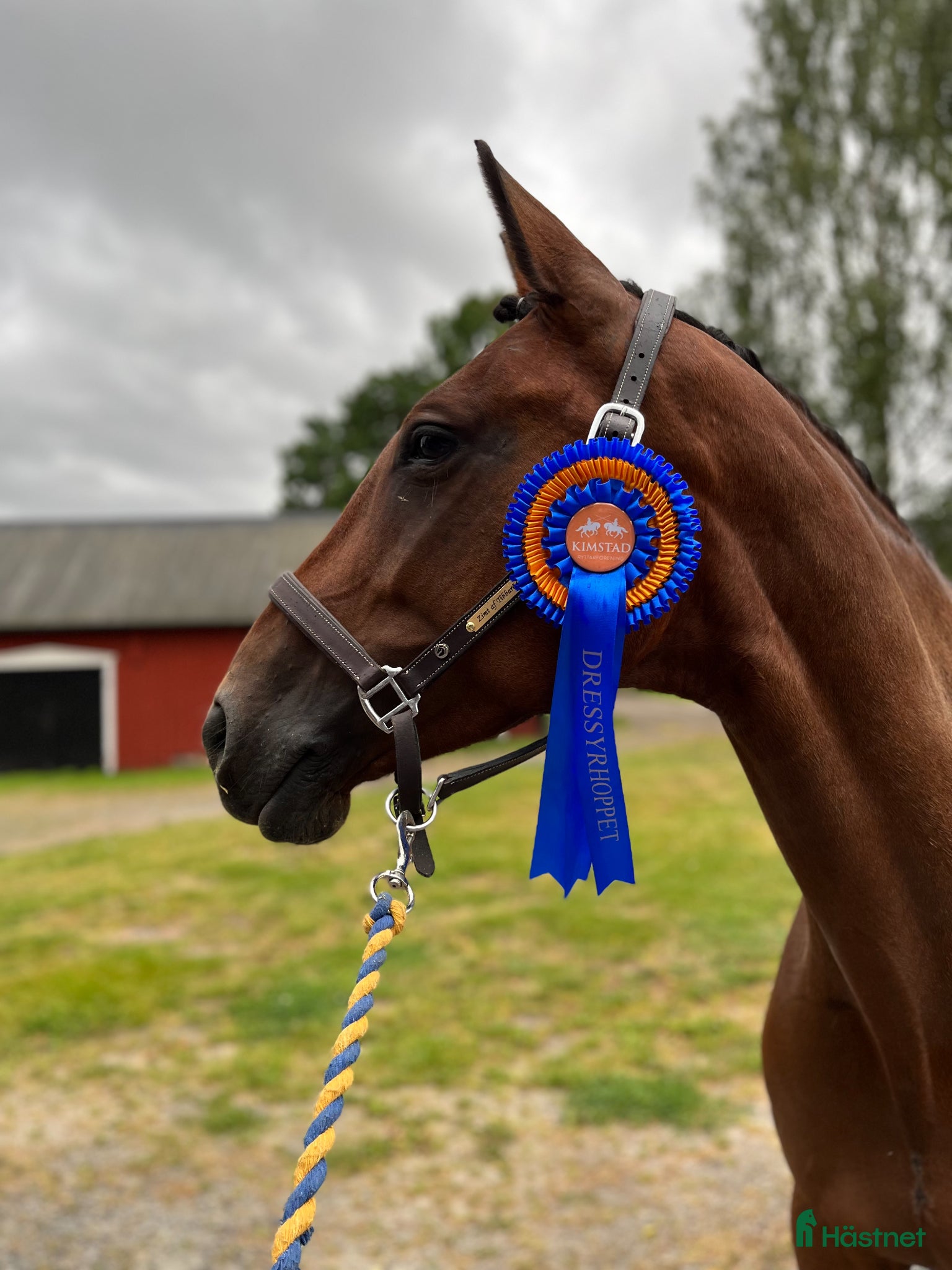 Dressyr hästar till salu: Elegant dressyrsto med utstrålning  - Annons 1