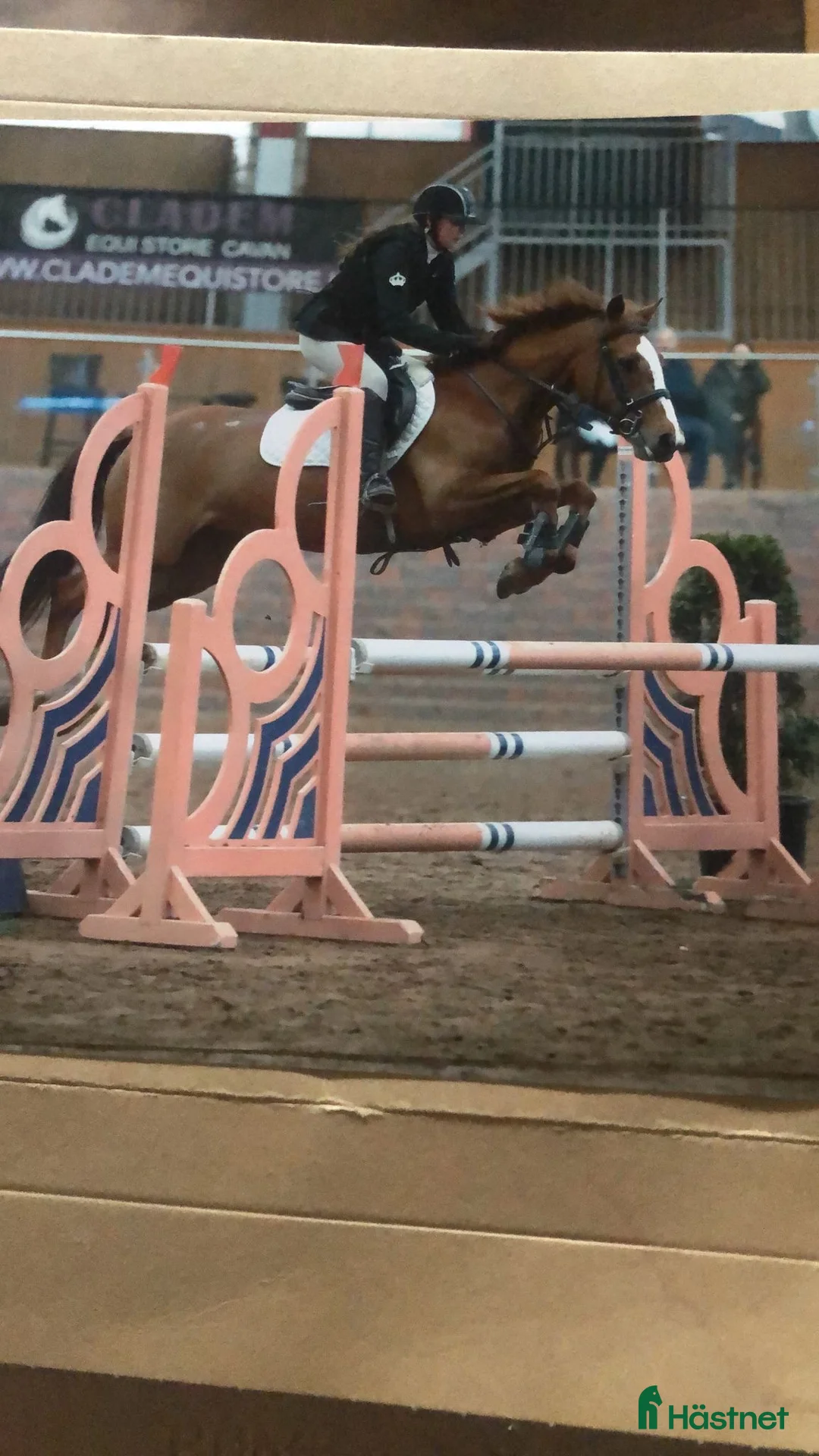 Hoppning hästar till salu: Helt fantastisk D ponny 🌸 - Annons 2