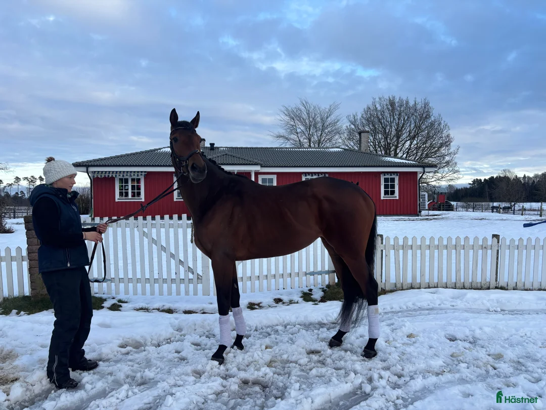 Allround hästar till salu: Kanonfint sto med fina gångarter  i Skara - Annons 3