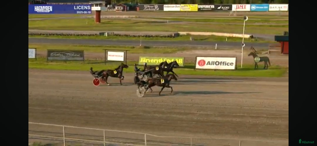 Trav hästar till salu: Fin 2 åring i Näsviken - Annons 3