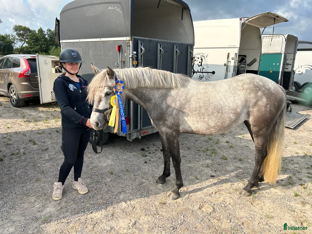 Allround hästar till salu: Sockersöt Connemara  - Annons 10