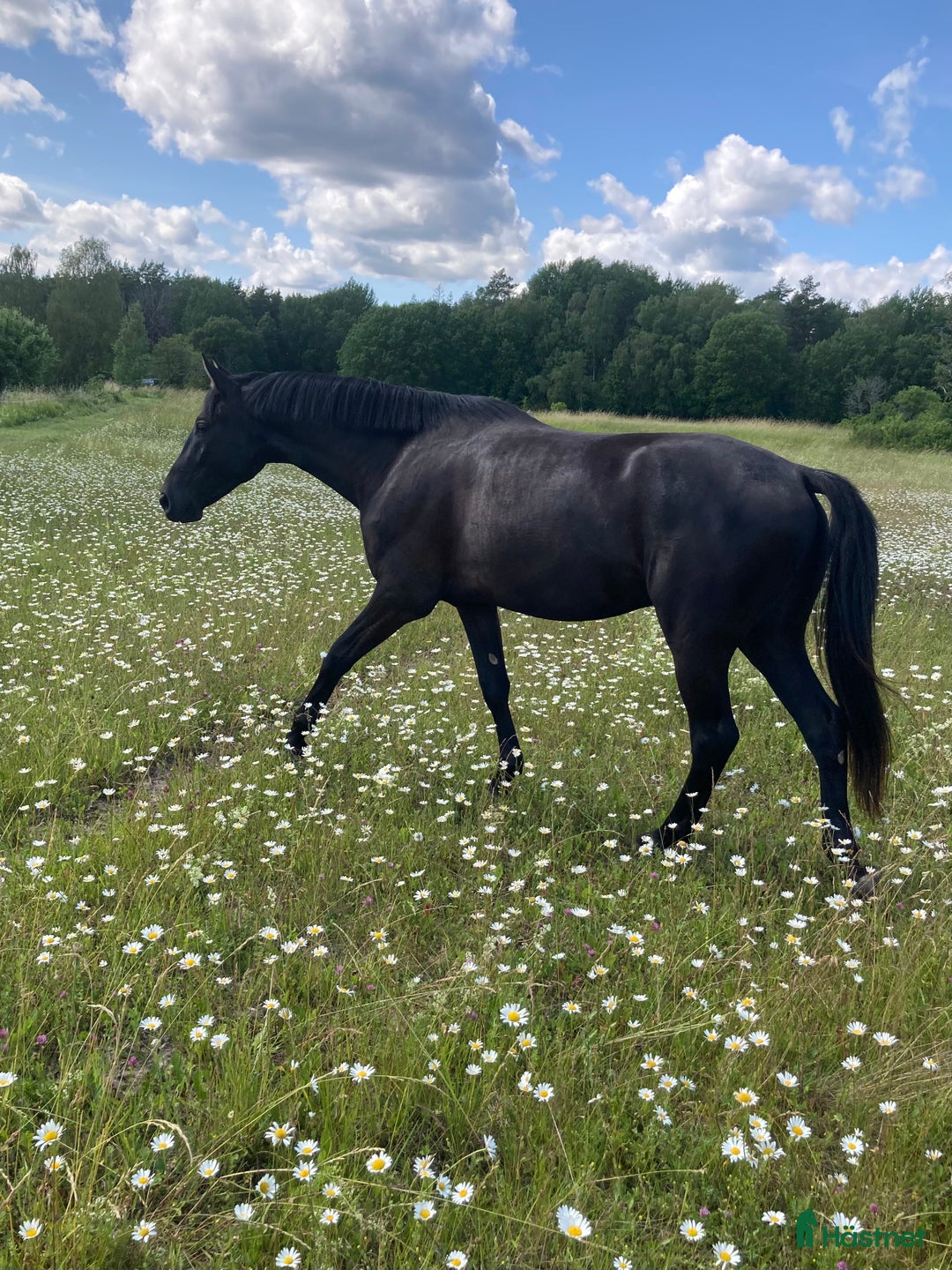 Dressyr hästar till salu: Snäll och talangfull kille efter Janeiro Platinum  i Knivsta - Bild 1