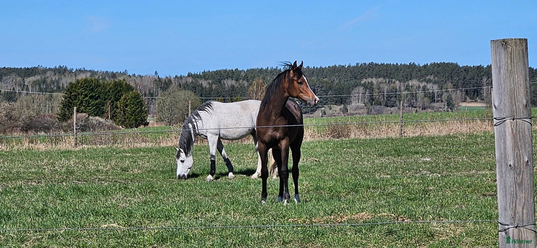 Allround hästar till salu: Stor skm valack med framåtanda. STORA rörelser!! i Tystberga - Annons 4