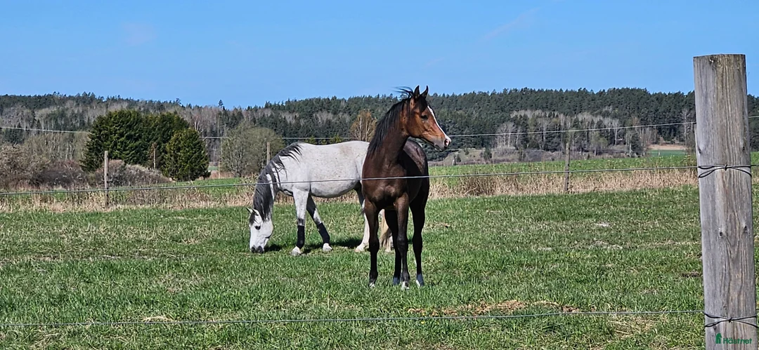 Allround hästar till salu: Stor skm valack med framåtanda. STORA rörelser!! i Tystberga - Annons 4