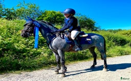 Allround hästar till salu: Läromästare hopp/barnponny i Särö - Bild 1