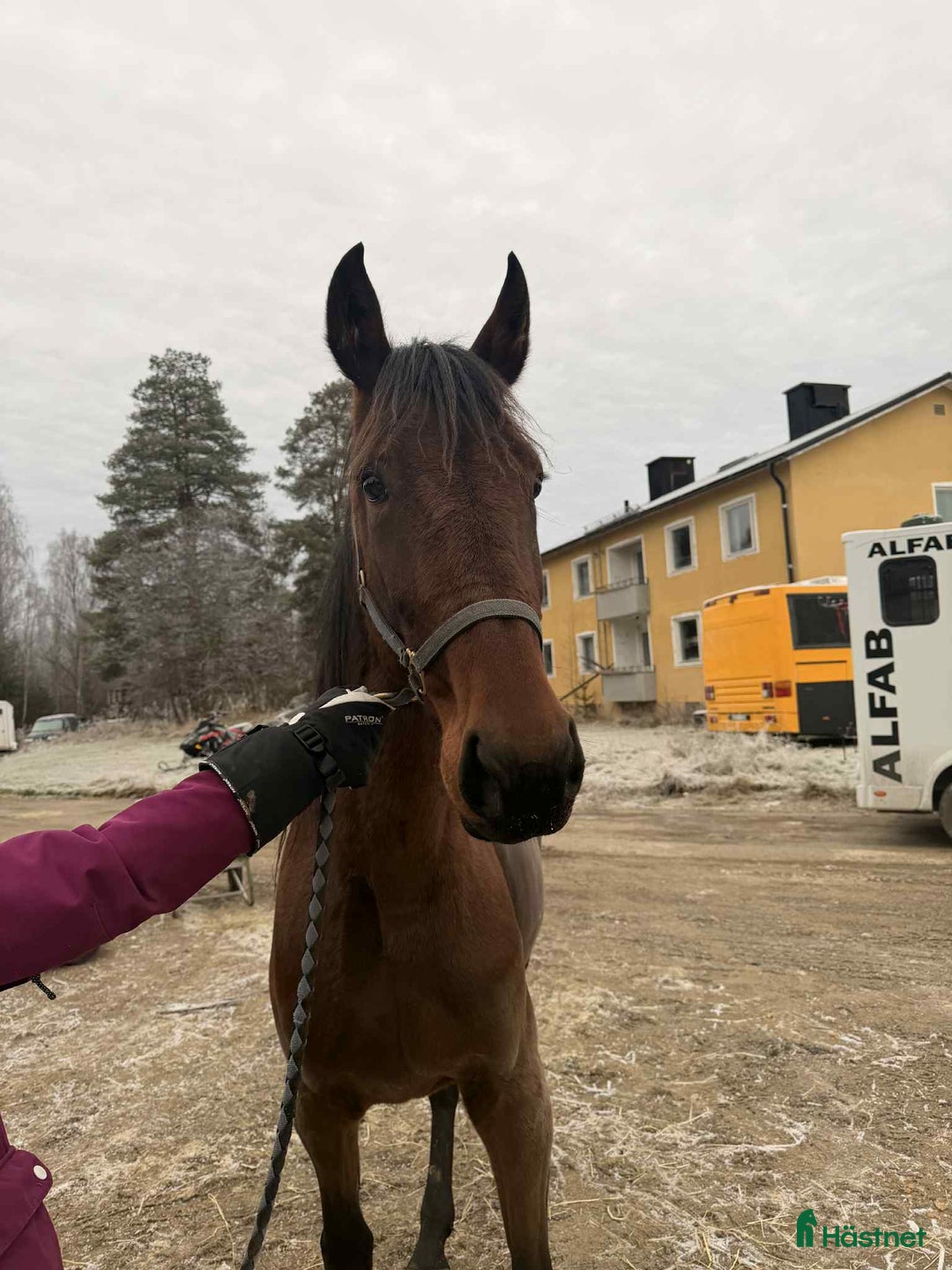 Trav hästar till salu: Sto snart 3 år i Bygdeå - Annons 2
