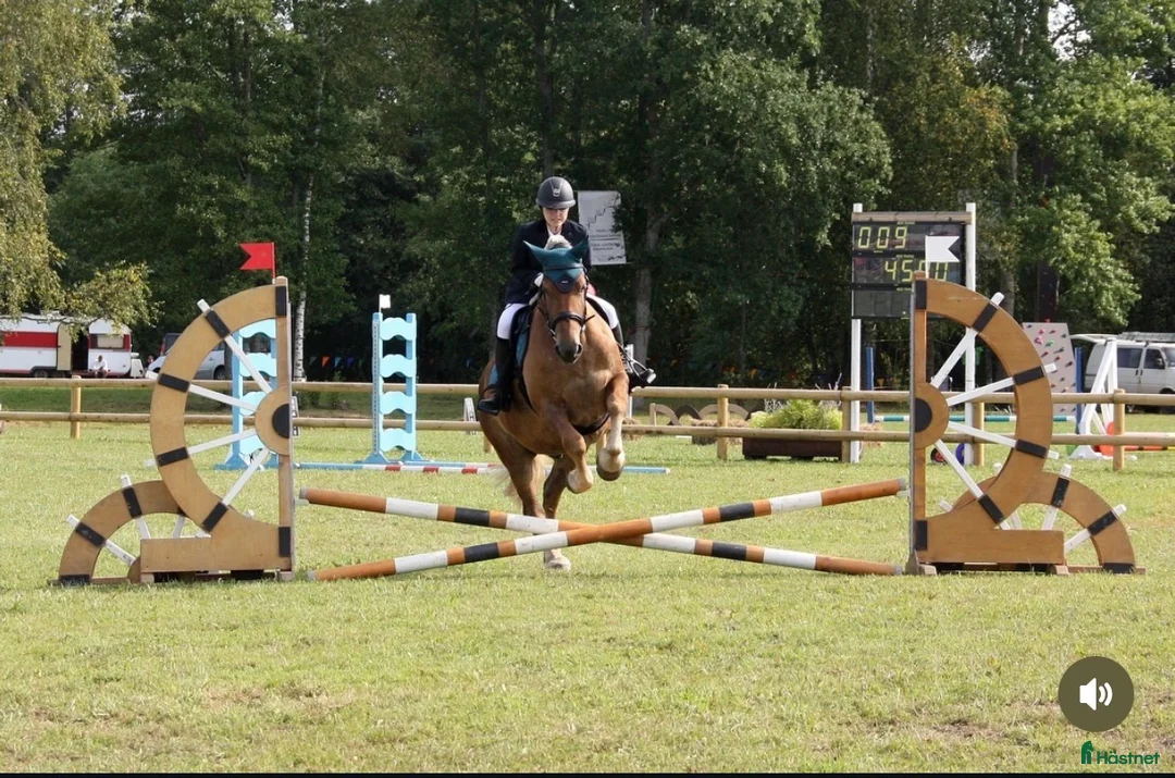 Allround hästar till salu: Rejäl nallebjörn! - Annons 3