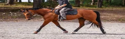 Allround hästar till salu: Tryggt fullblod  - Annons 4