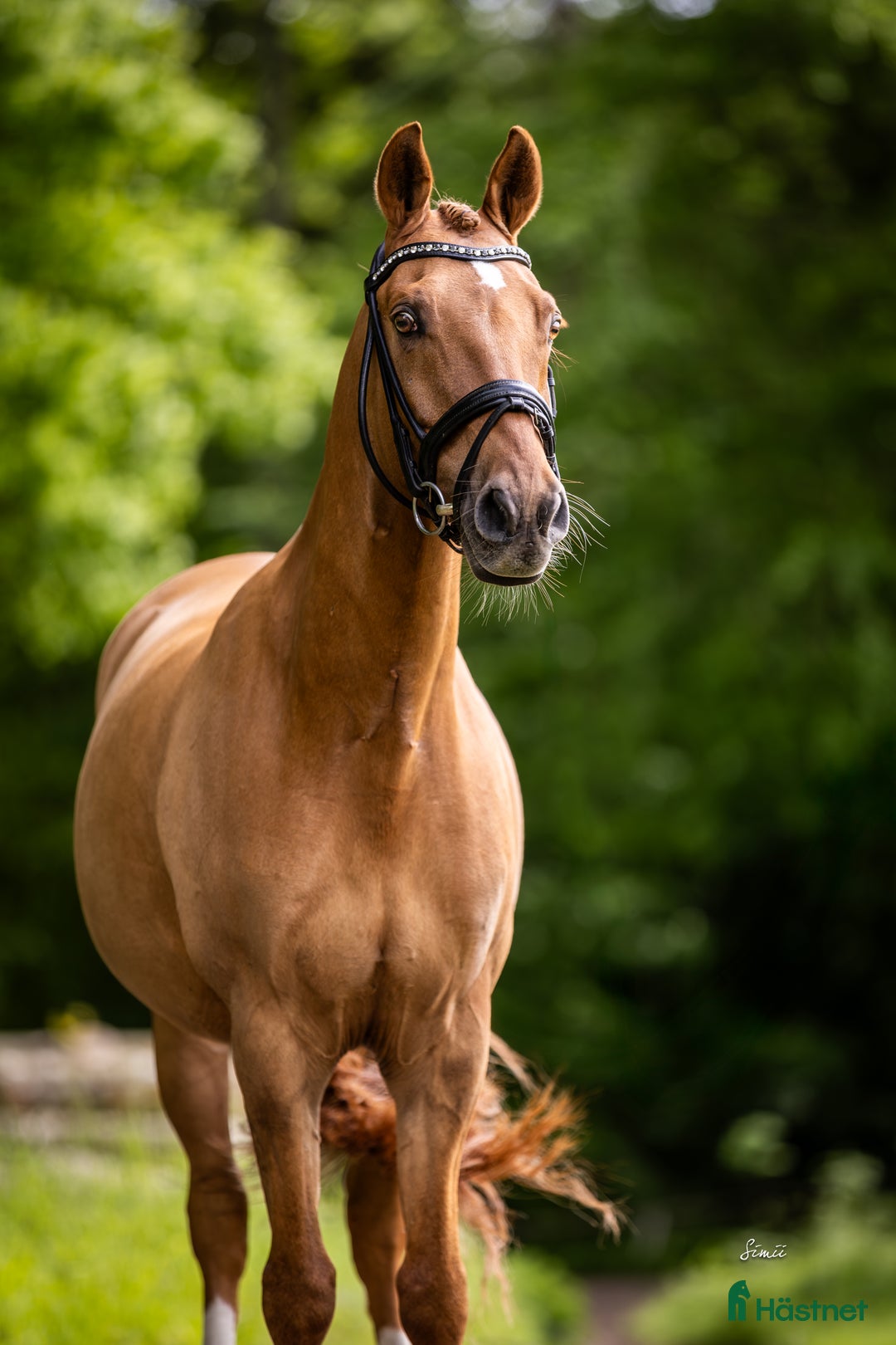 Dressyr hästar till salu: Top dressyr pony kat 2  - Annons 2