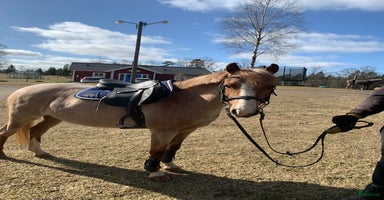  hästar i Vaggeryd - Annons 7