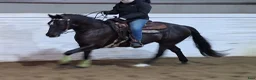Western hästar till salu: Quarterhorse Western Övrigt - Annons 4