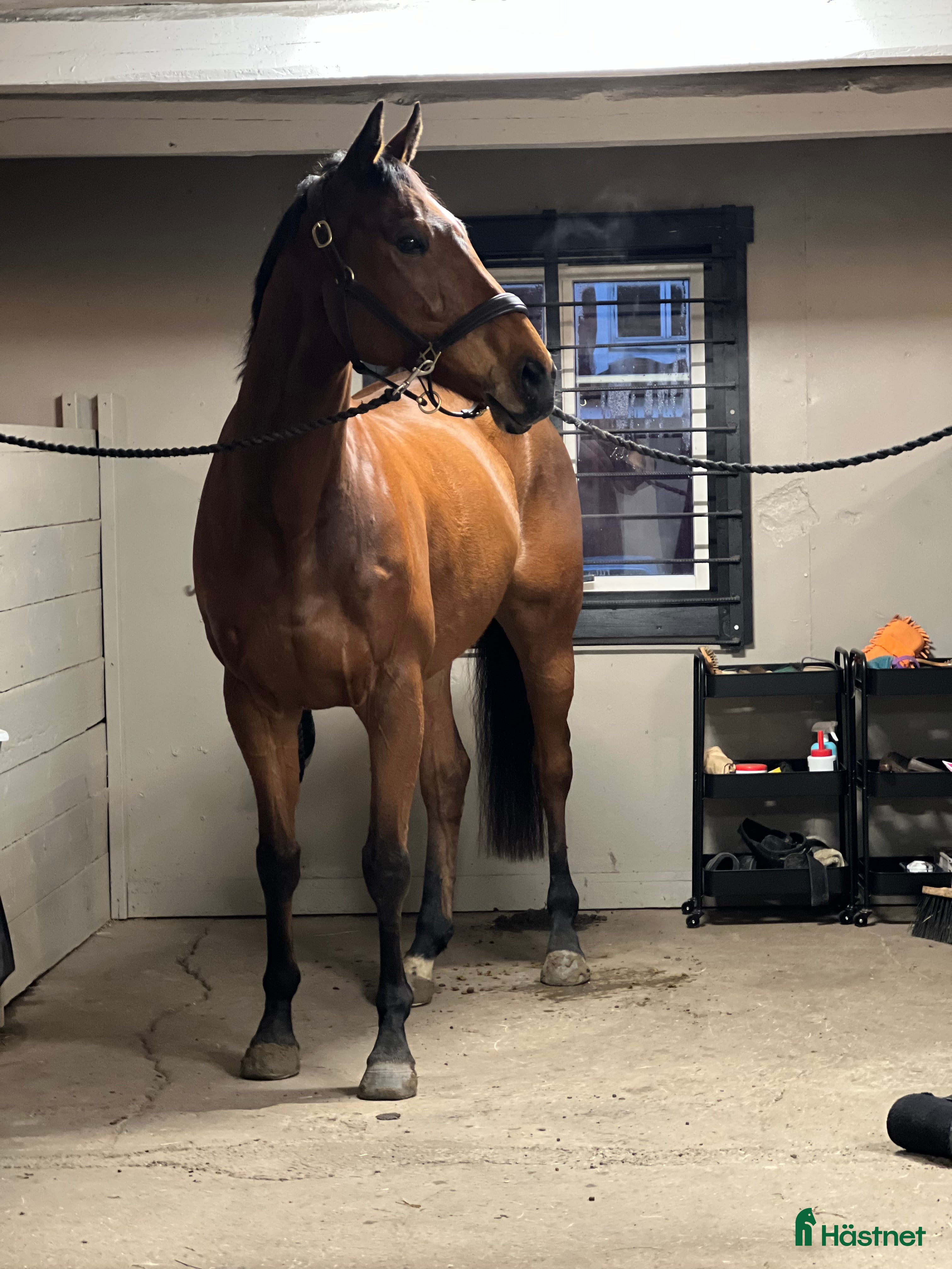  hästar Fin valack  - Annons 1