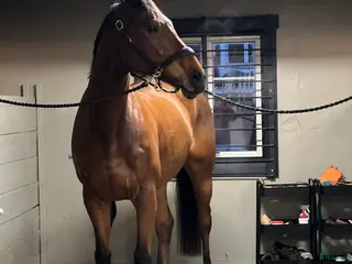 hästar Fin valack - Annons 1