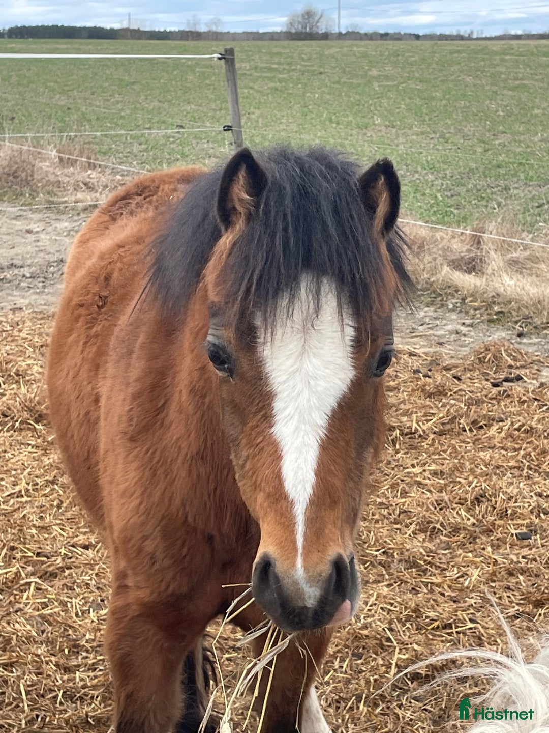 Allround hästar till salu: Welsh Mountain med fina rörelser!  i Heby - Annons 1