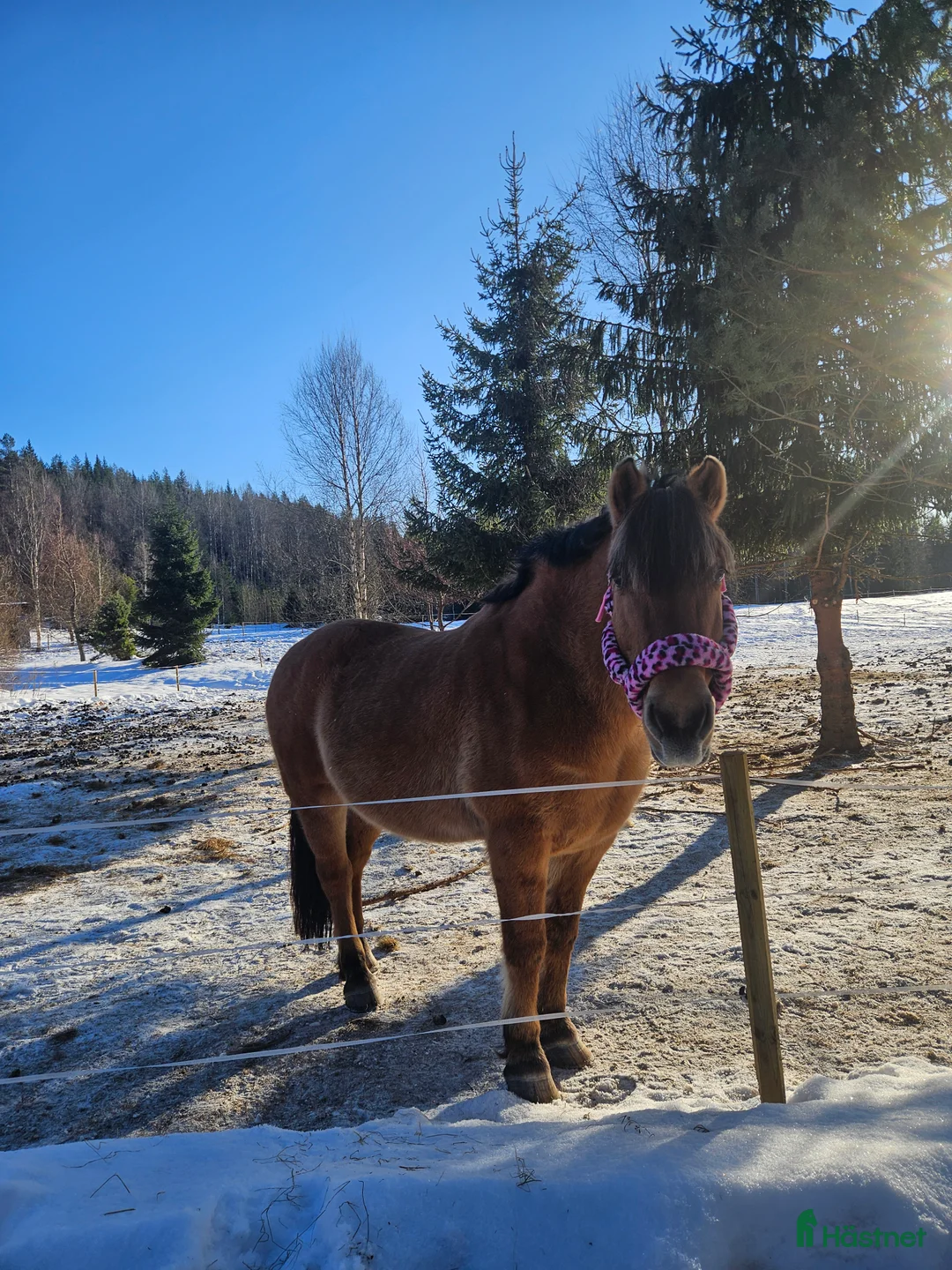 Sällskap hästar till salu: Sällskap  - Annons 2