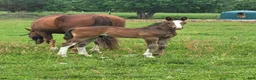 Hoppning hästar till salu: Snygg hingst  - Annons 2