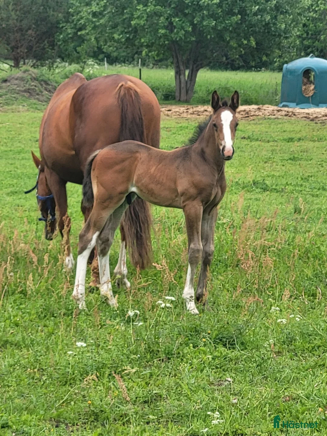 Hoppning hästar till salu: Snygg hingst  - Annons 2