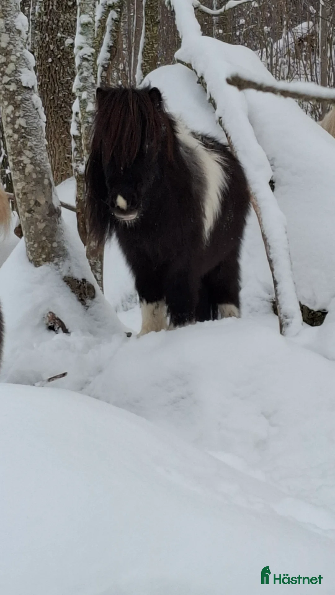 Allround hästar till salu: Ministo,LITEN!!  premierad,utställd  - Annons 7