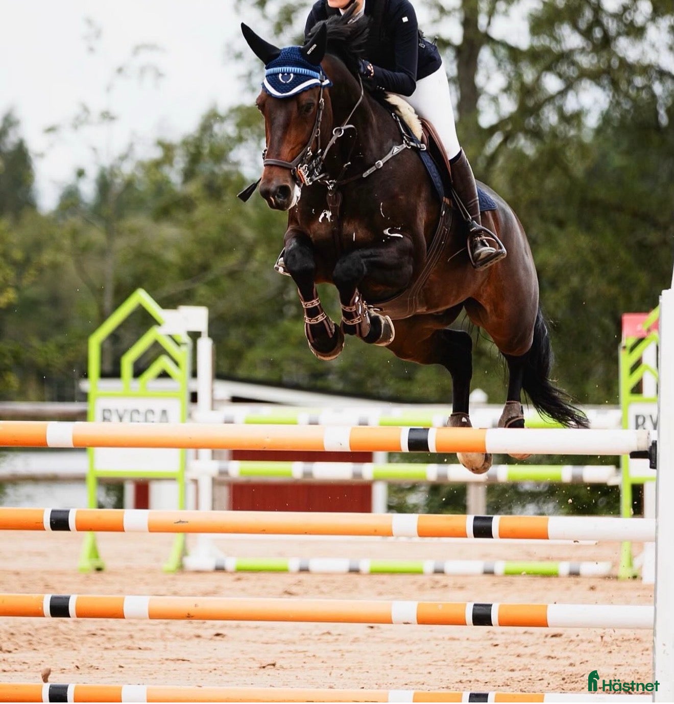  hästar Topp Junior häst  - Annons 8