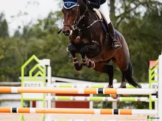 hästar Topp Junior häst - Annons 8