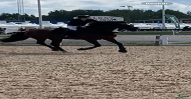  hästar 140 häst med stor kap säljes el bytes  i Månkarbo - Annons 15